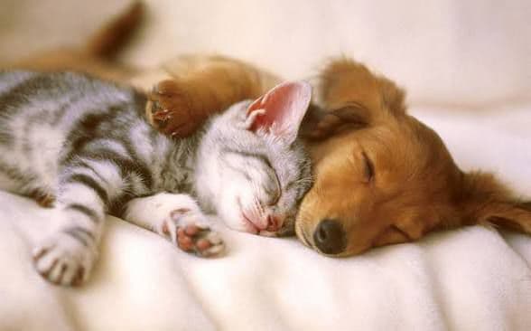Baby with a dog